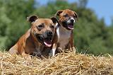 STAFFIE 051